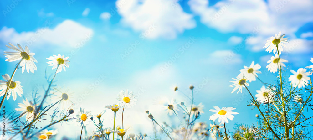 Beautiful spring summer natural floral background with daisy flowers in front of bright blue sky wit