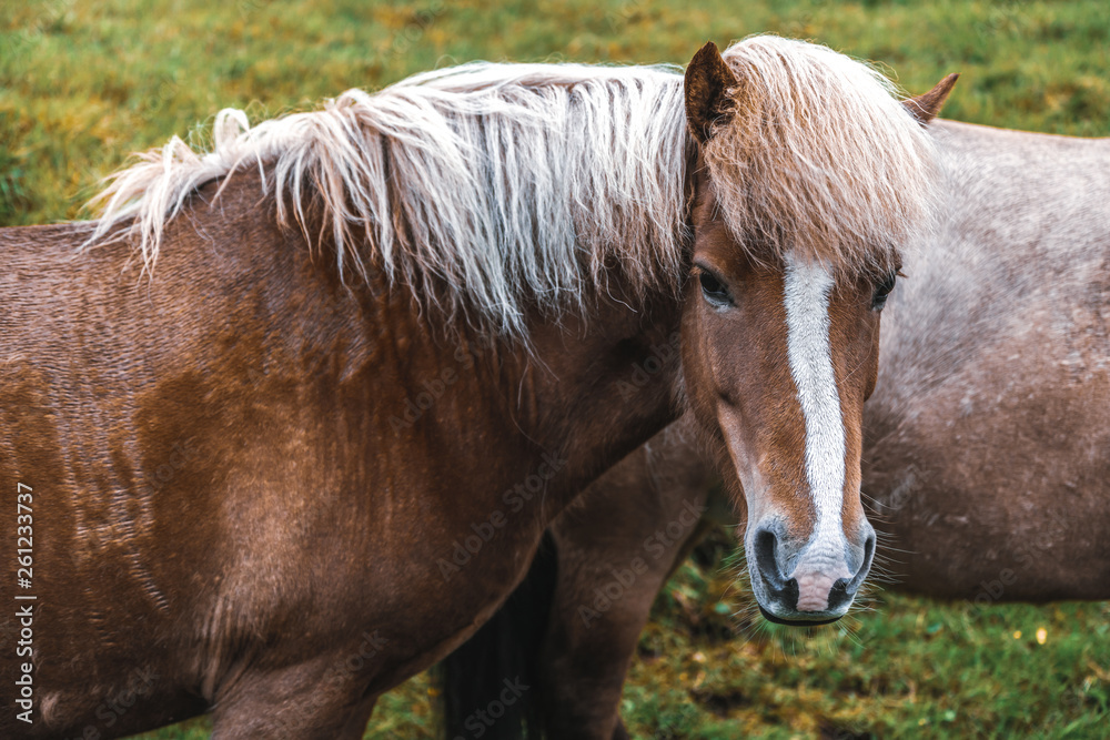 Icelandic horse in the field of scenic nature landscape of Iceland. The Icelandic horse is a breed o