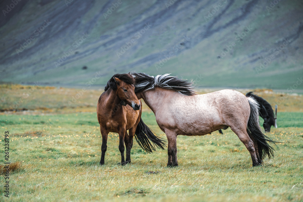 Icelandic horse in the field of scenic nature landscape of Iceland. The Icelandic horse is a breed o