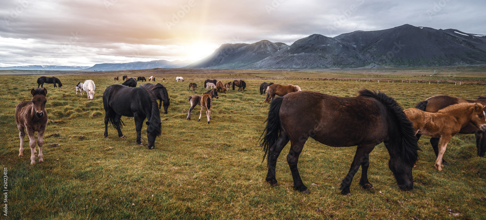 Icelandic horse in the field of scenic nature landscape of Iceland. The Icelandic horse is a breed o