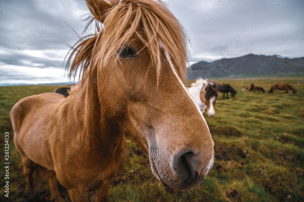 Icelandic horse in the field of scenic nature landscape of Iceland. The Icelandic horse is a breed o