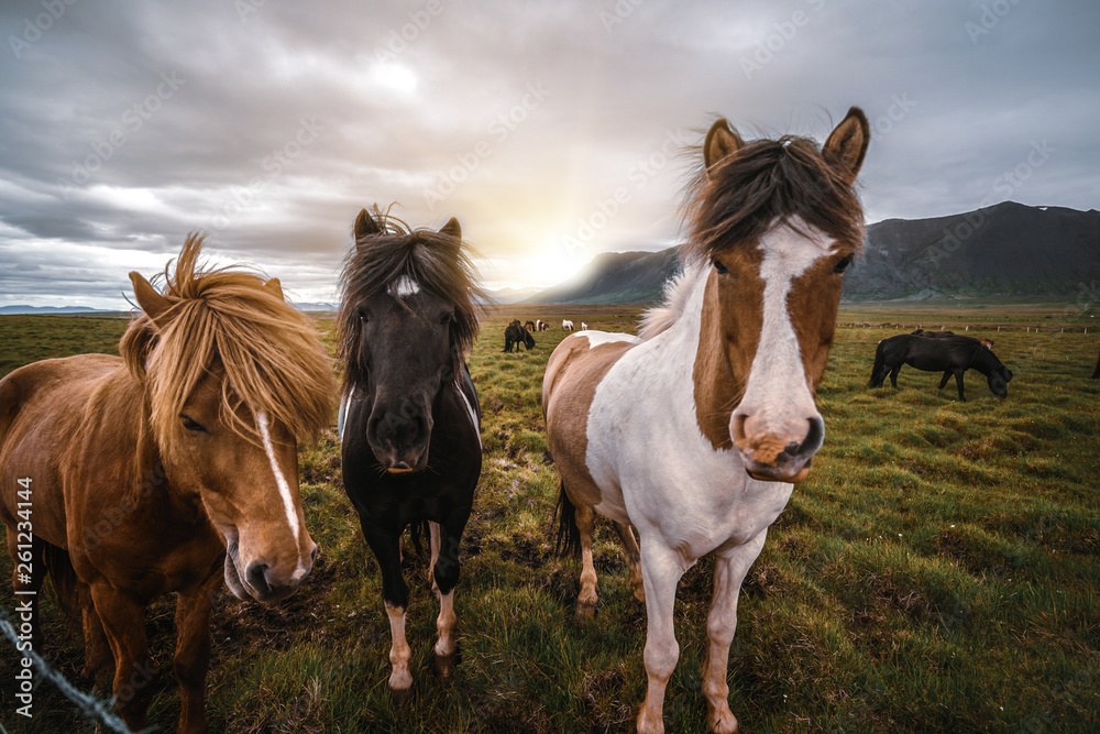 Icelandic horse in the field of scenic nature landscape of Iceland. The Icelandic horse is a breed o