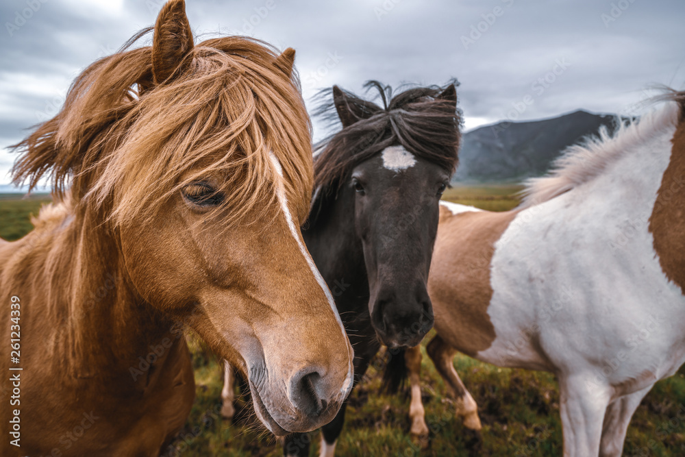 Icelandic horse in the field of scenic nature landscape of Iceland. The Icelandic horse is a breed o