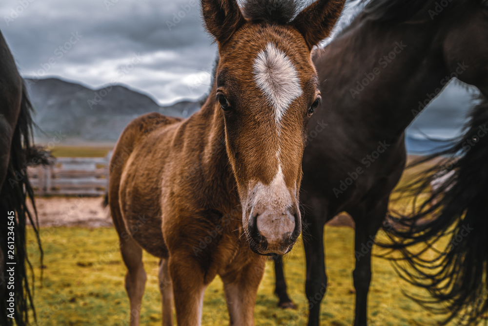 Icelandic horse in the field of scenic nature landscape of Iceland. The Icelandic horse is a breed o