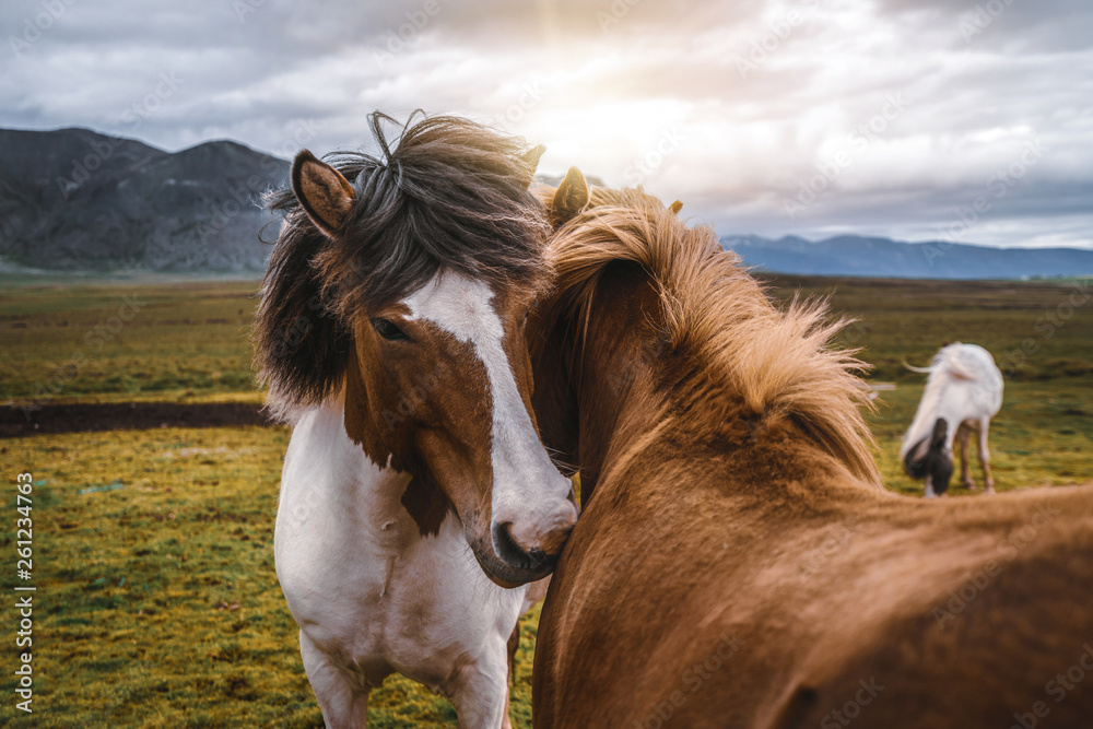 Icelandic horse in the field of scenic nature landscape of Iceland. The Icelandic horse is a breed o