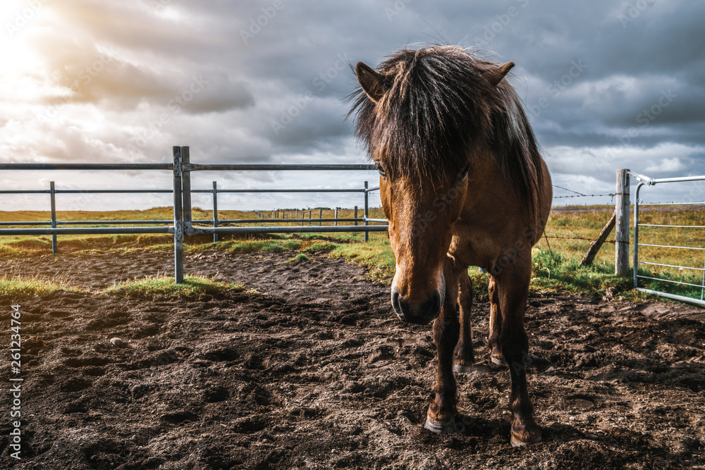 Icelandic horse in the field of scenic nature landscape of Iceland. The Icelandic horse is a breed o