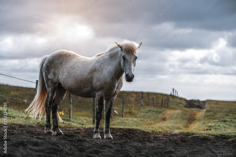 Icelandic horse in the field of scenic nature landscape of Iceland. The Icelandic horse is a breed o