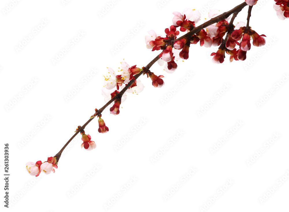 Beautiful blossoming branch on white background