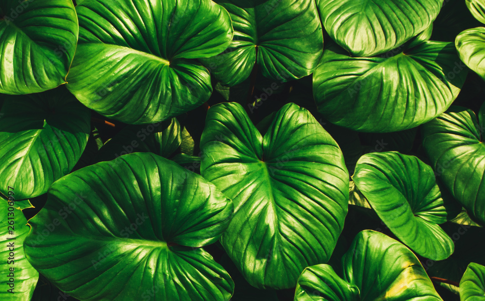 Tropical green leaves, faded dark green filter effect. For background.