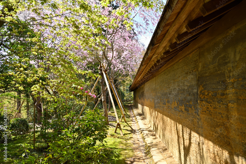 庭園の土壁と桜