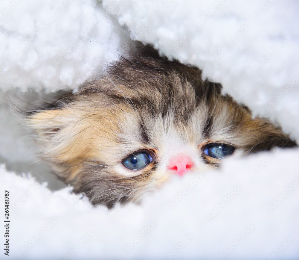 cute persian baby kitten