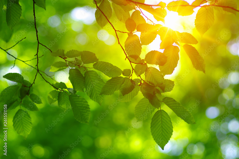 Green leaves and sun