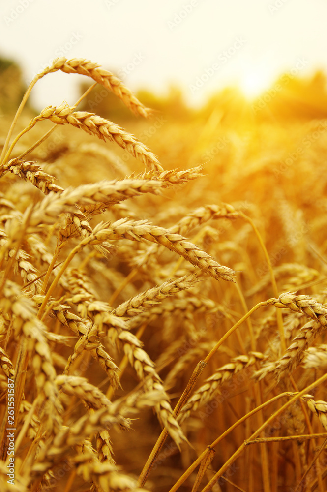 Wheat field on sun.