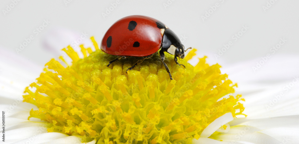 Ladybug on a flower