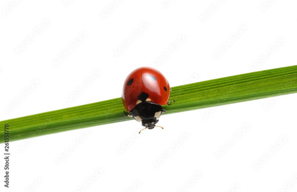 Ladybug on grass