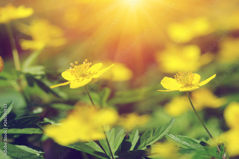 field of spring flowers