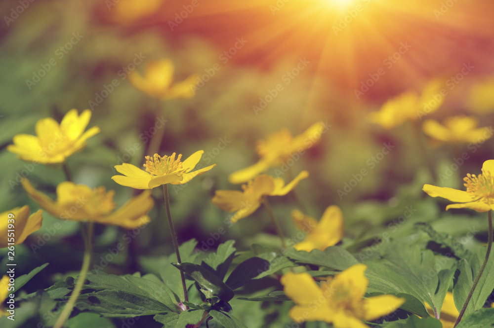 field of spring flowers