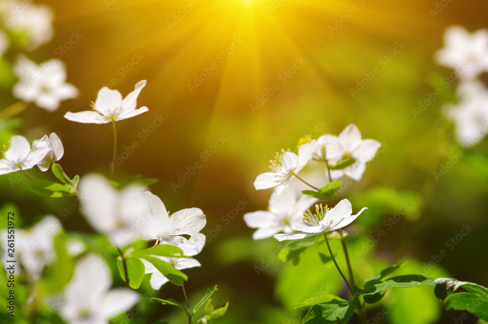 field of spring flowers