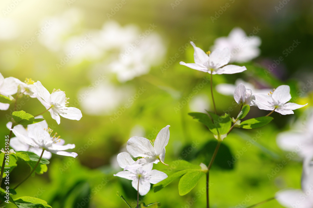 field of spring flowers