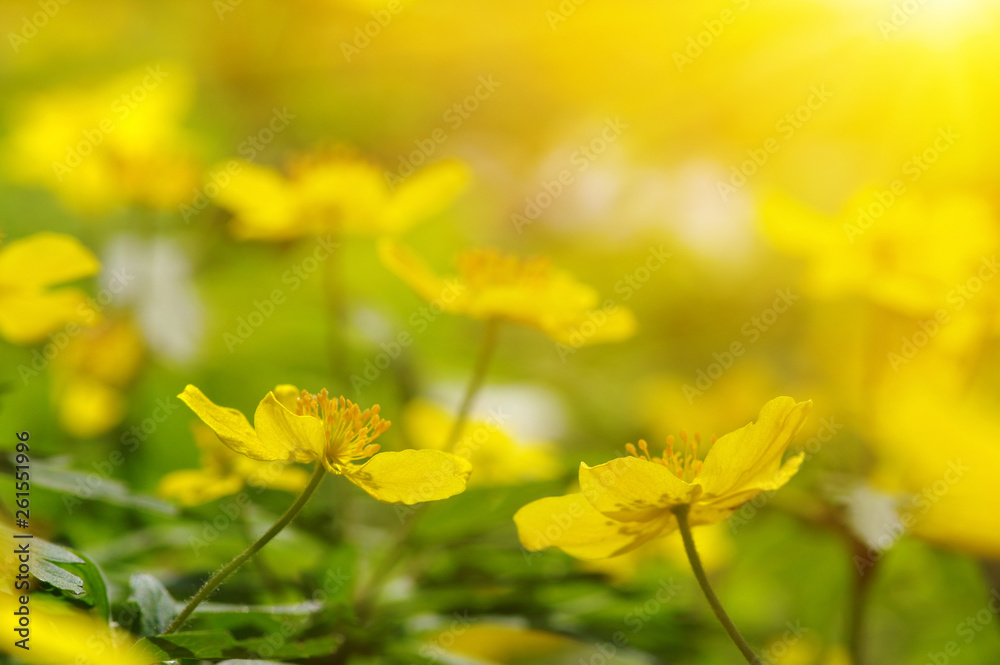 field of spring flowers