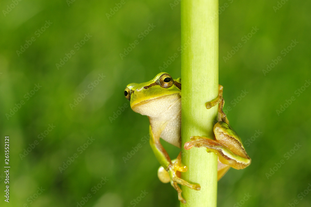 Frog on green background