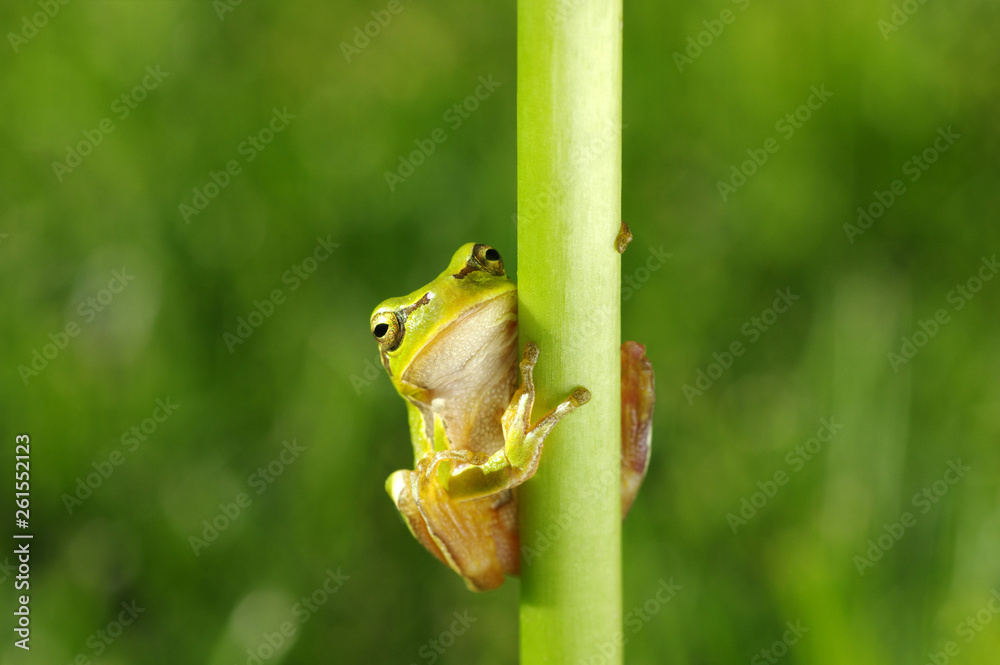 Frog on green background