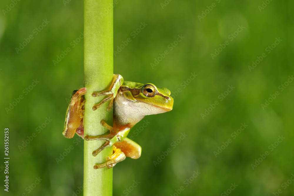 Frog on green background