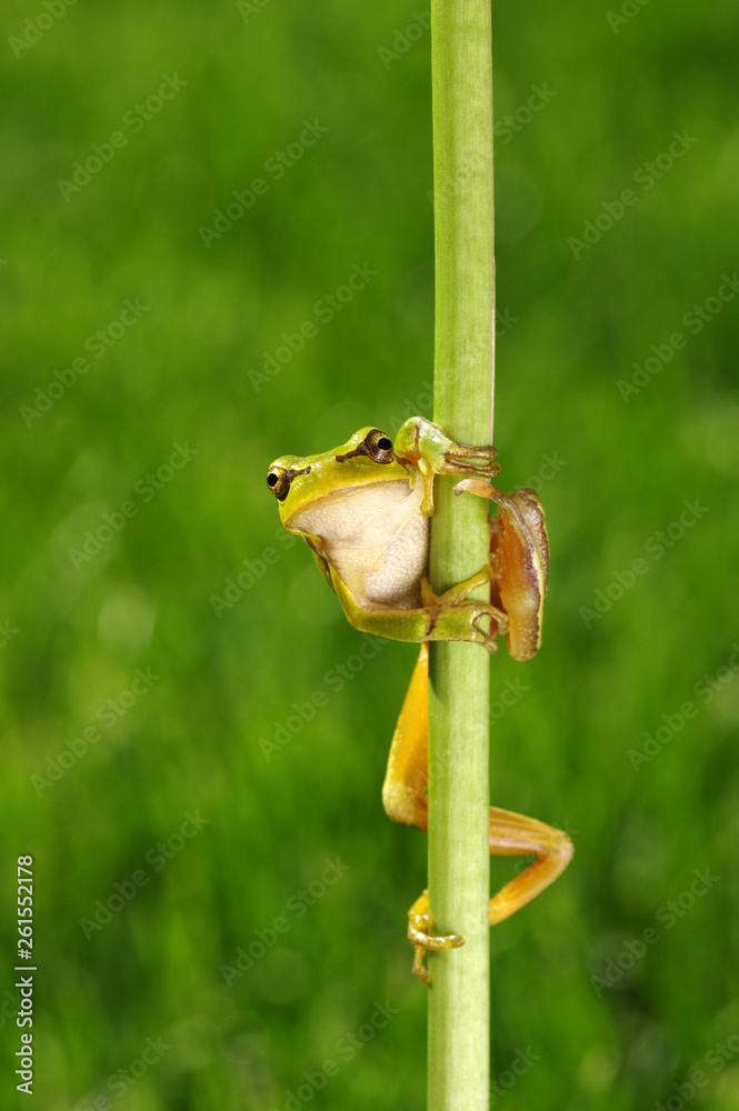 Frog on green background