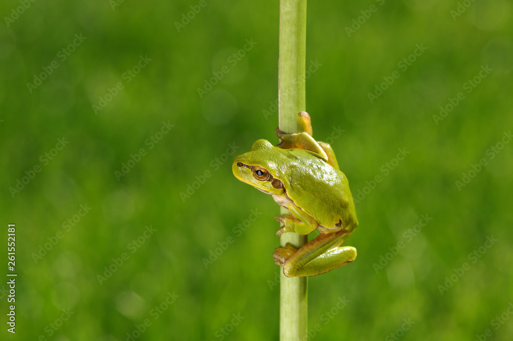 Green tree frog on grass