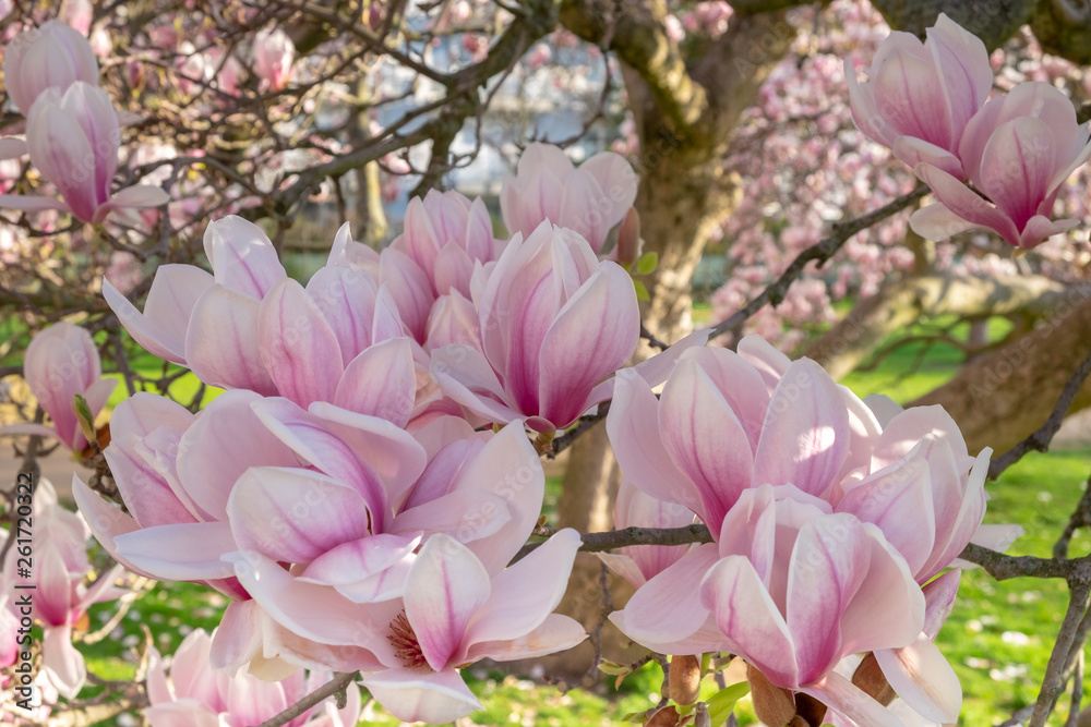 Magnolia x soulangeana im Küchengarten Gera in voller Blüte