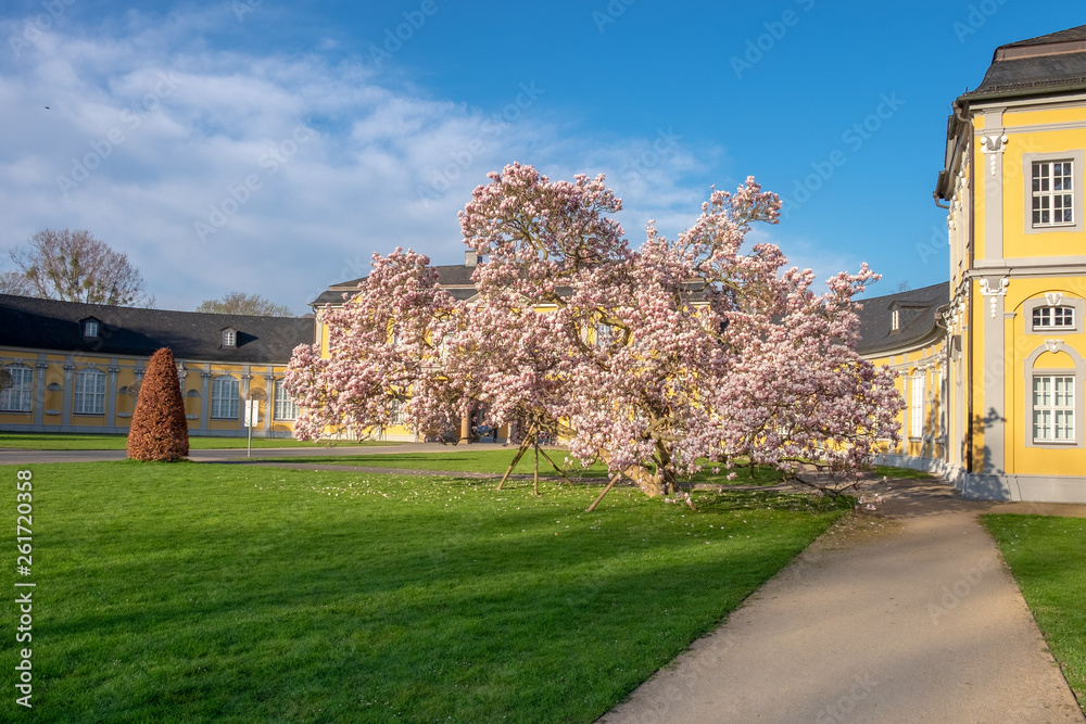 Magnolia x soulangeana im Küchengarten Gera in voller Blüte