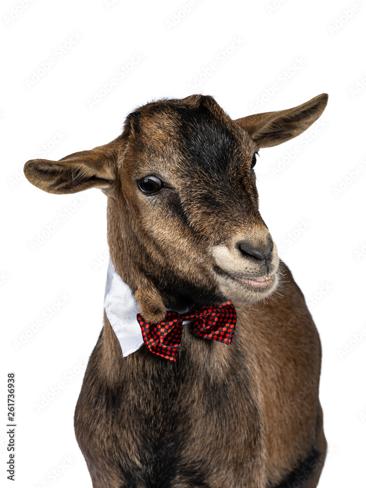 Head shot of funny brown pygmy goat wearing a white collar and red / black checkered bow tie. Lookin