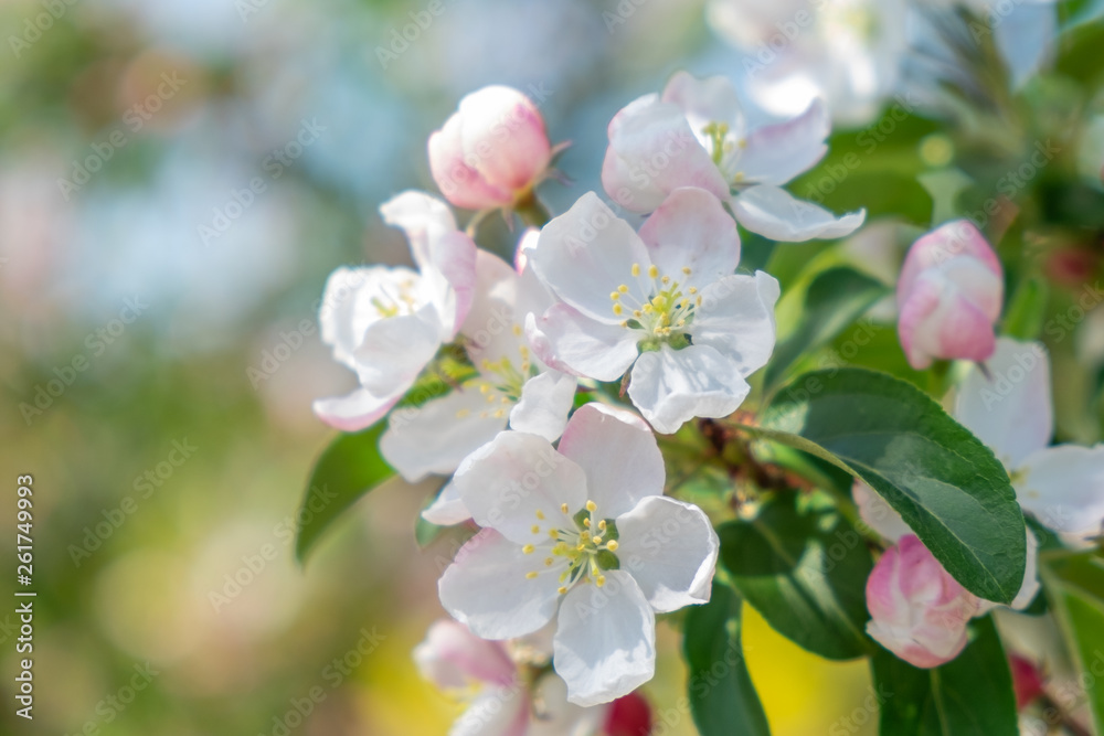 Blüte von Malus hybrida Professor Sprenger