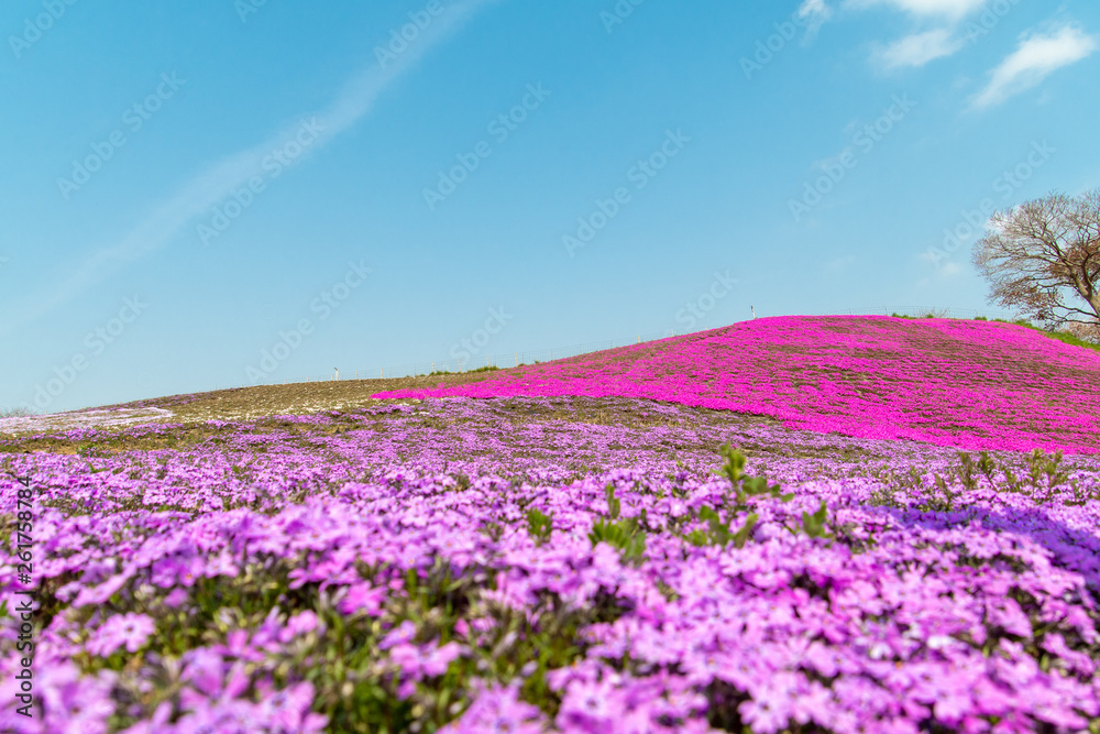 東京ドイツ村の芝桜