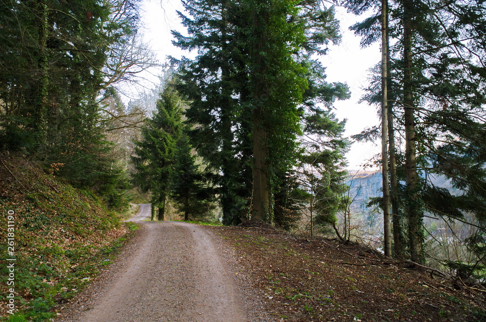 原始施瓦茨瓦尔德-瓦尔德威格zum Wandern und Fahrrad fahren bei Freiburg，Deutschland，Europa