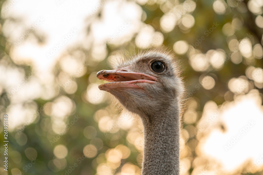 ostrich head close up