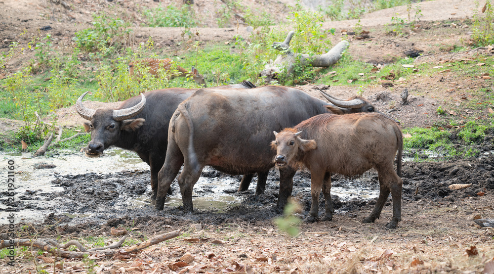 water buffalo in thailand