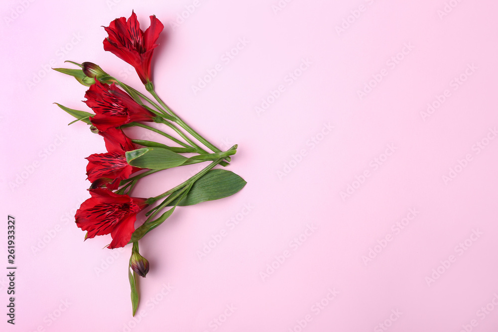 Beautiful flowers on color background