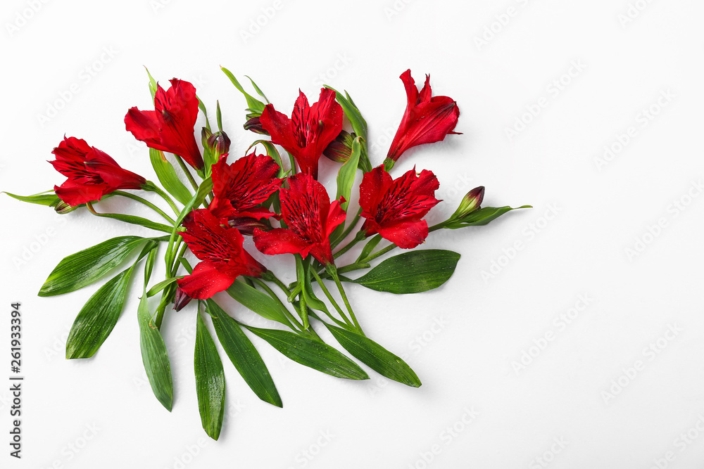 Beautiful flowers on white background