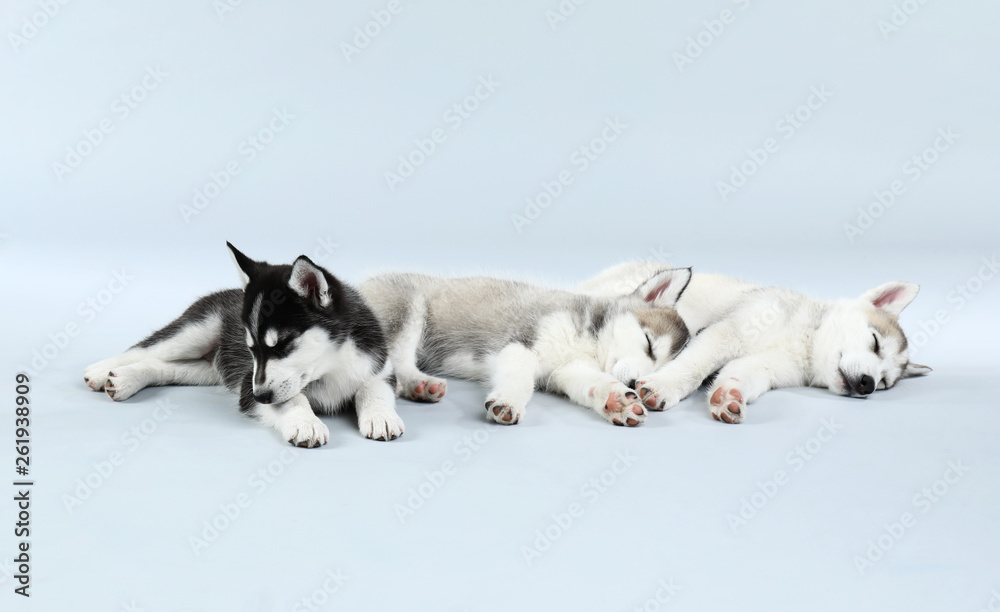 Cute sleepy Husky puppies on light background