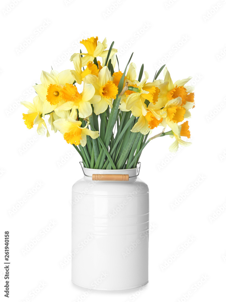 Vase with beautiful daffodils on white background