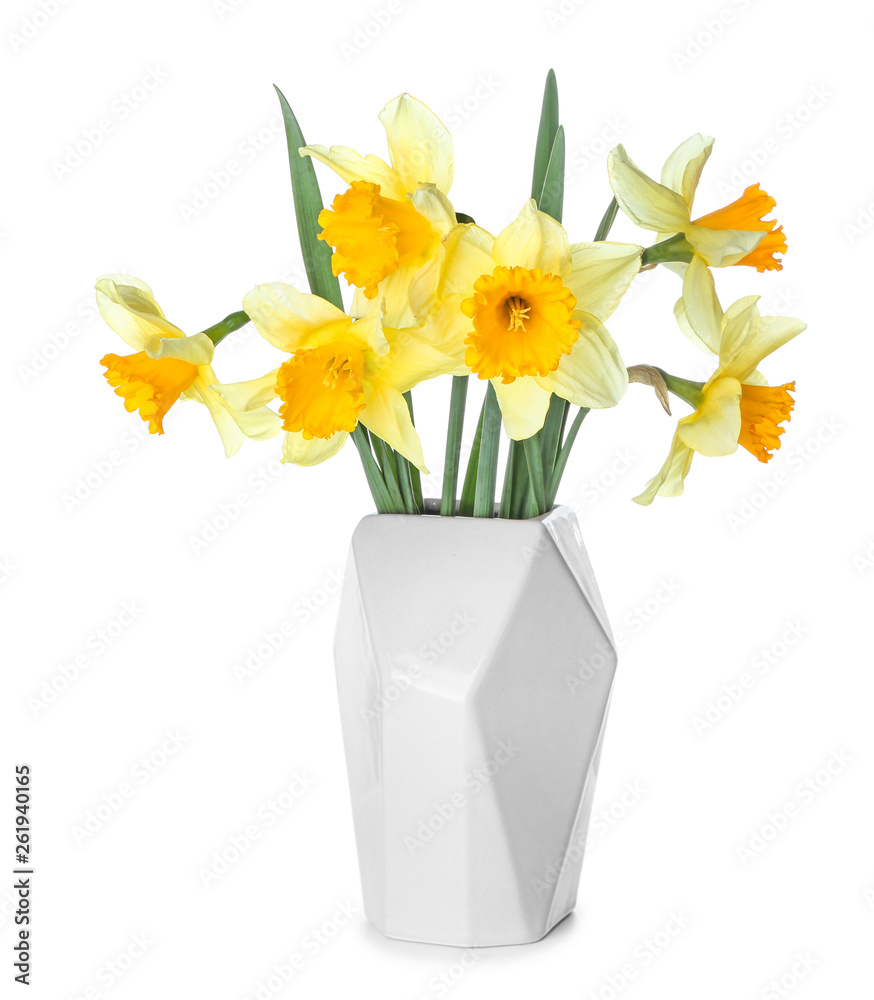 Vase with beautiful daffodils on white background