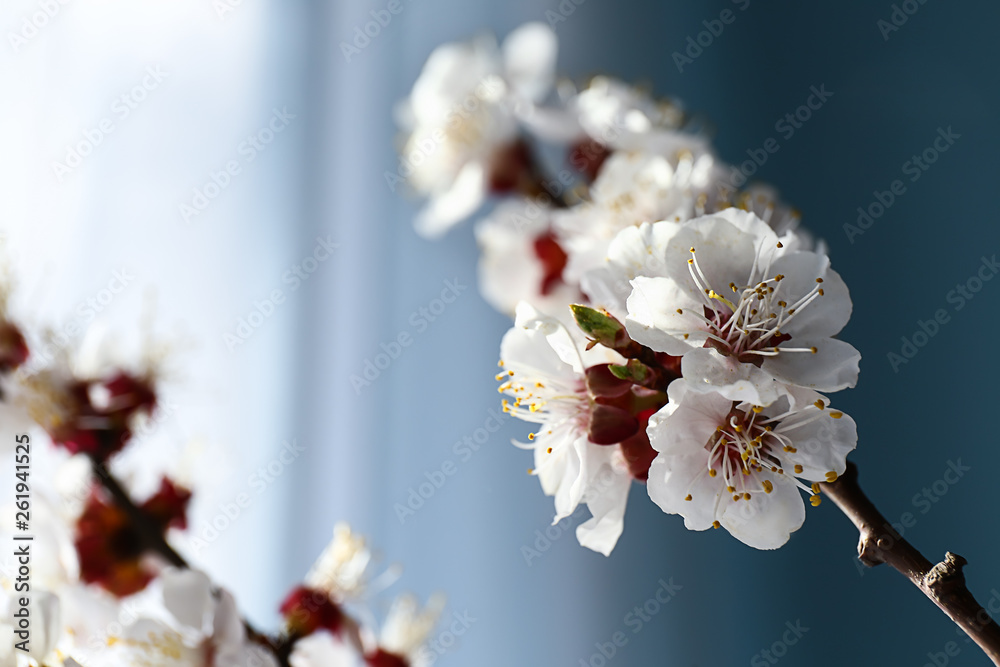 彩色背景下美丽的开花树枝，特写