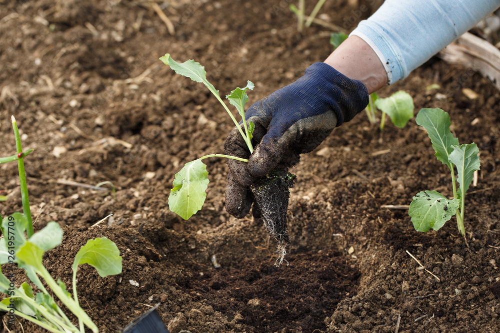 Gardener planting cauliflower seedlings in freshly ploughed garden beds.