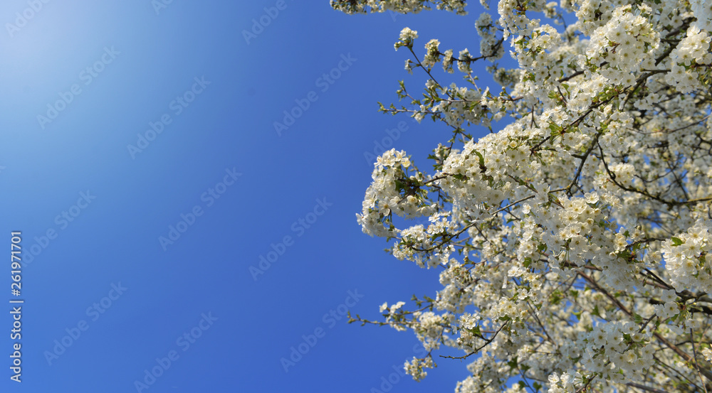 beautiful  cherry tree blossoming on blue sky background  in spring