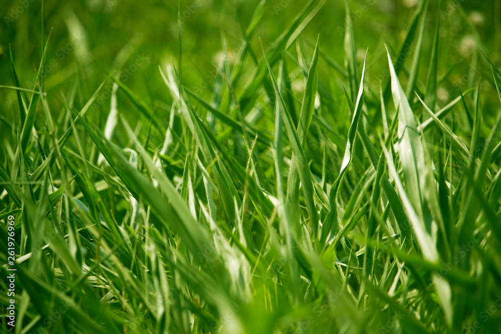 Green grass in eye level view for background or graphic design.