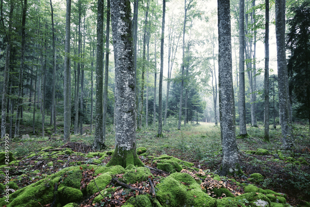 Foggy forest landscape with mossy rocks