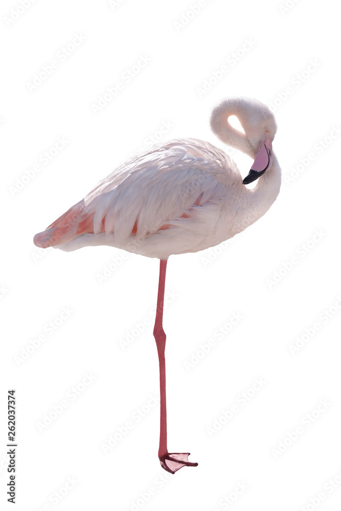 pink flamingo isolated on white