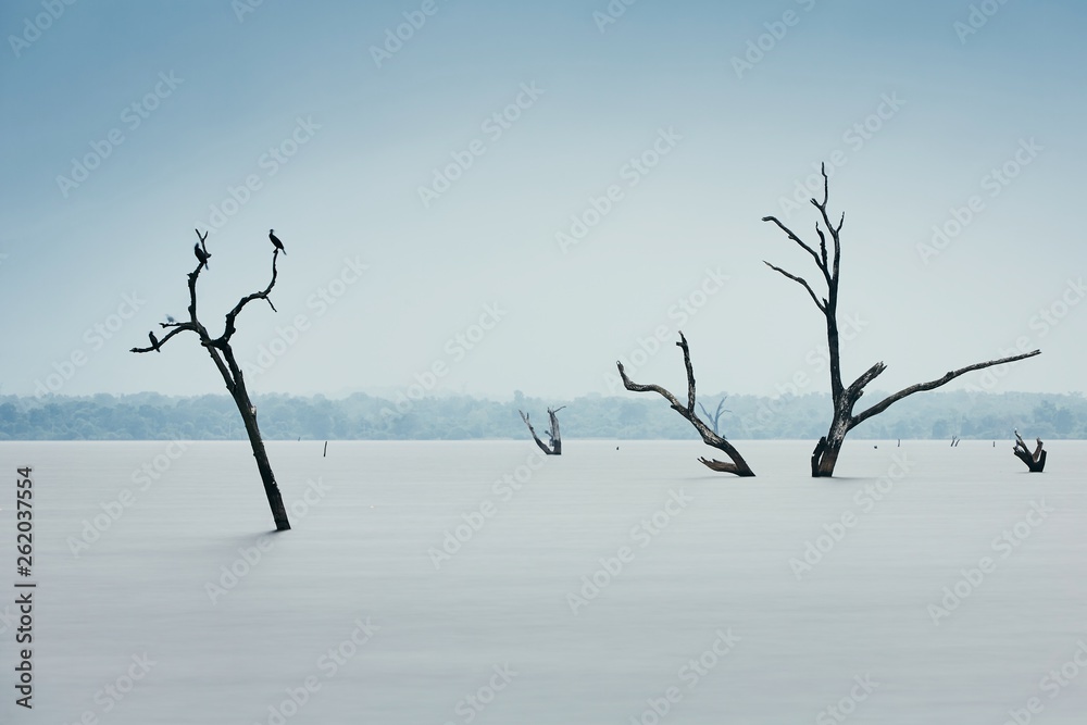 Dead trees in water