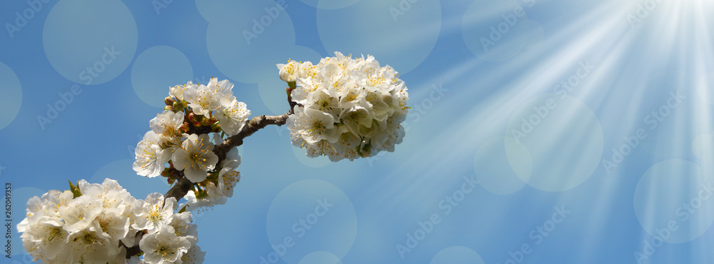 春天的花朵